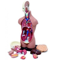 HUMAN TORSO İNSAN VÜCUDU MODELİ 50 CM 11 PARÇA