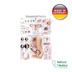AL118 HAMİLELİK TABLOSU