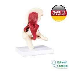 4663 KALÇA EKLEM MODELİ KASLI