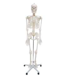 ERKENTMED WILLIAM İNSAN İSKELET MODELİ TAM BOY 180 CM İSKELET AFİŞ HEDİYELİ