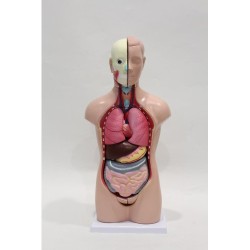ERKENTMED T13 BİSEKSÜEL AÇIK KAS TORSO MODELİ