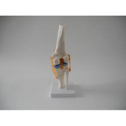 ERKENTMED E11 GERÇEK BOYUTTA DİZ EKLEM MODELİ