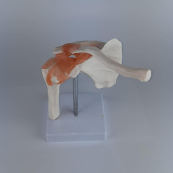ERKENTMED O11 OMUZ EKLEM MODELİ